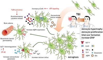 Traumatic Brain Injury: Mechanisms of Glial Response